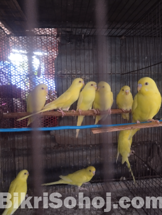 লোটিনো রেড আই বাজরিগার বেবি